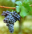 Виноград сорта Примитиво