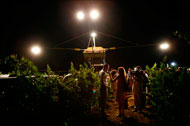 Ночной сбор урожая Шардоне