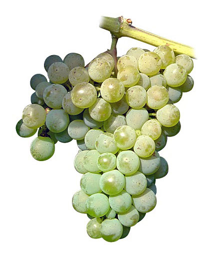 Alvarinho grape