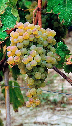 Отзывы о сорте винограда Кортезе