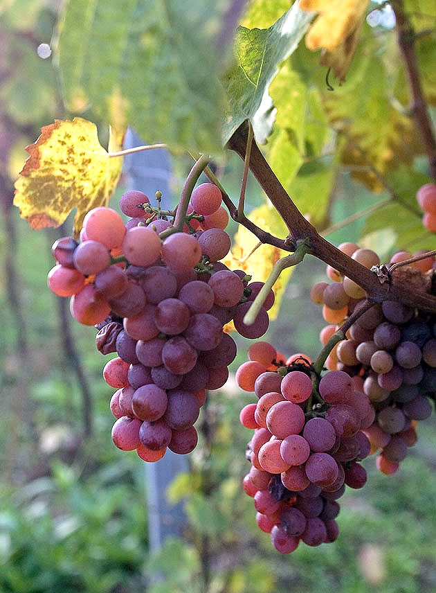Винный Виноград Фото