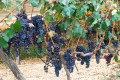 Виноград сорта Примитиво