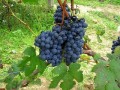 Виноград сорта Барбера
