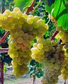 Виноград сорта Арнеис
