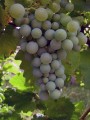 Виноград сорта Канайоло белый