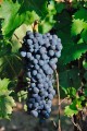 Виноград сорта Чильеджоло