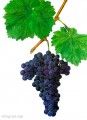 Виноград сорта Кефессия