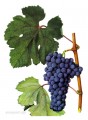 Виноград сорта Красностоп