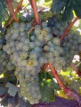 Виноград сорта Мальвазия