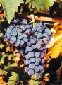 Виноград сорта Маммоло