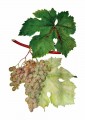Виноград сорта Мцване Кахури