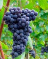 Виноград сорта Неббиоло