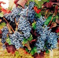 Виноград сорта Одесский Черный