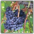 Виноград сорта Перриконе