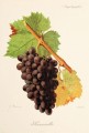 Виноград сорта Маммоло