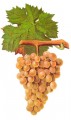 Виноград сорта Верментино