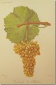 Виноград сорта Вердельо
